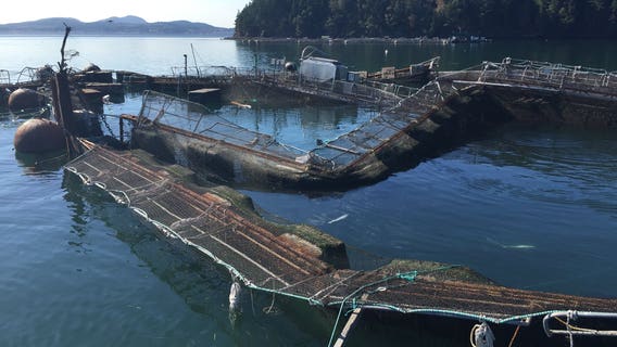 Escaped Atlantic salmon caught in drift-net on Skagit River