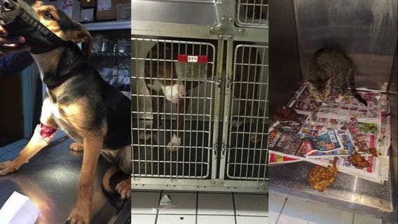 'House of horrors' animal shelter director faces slew of cruelty charges