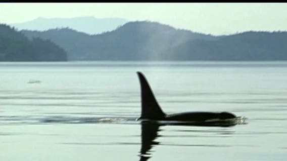 NOAA report: Orcas still struggling, 3 primary factors to blame