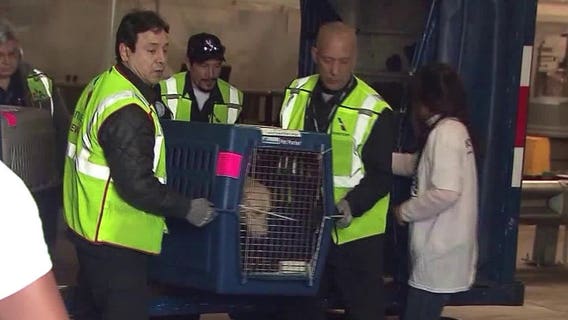 Dog used as drug mule to smuggle $1 million worth of heroin