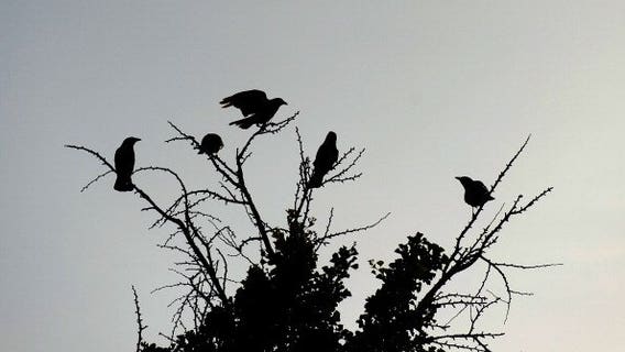 Dozens of dead crows found in Idaho may have been poisoned