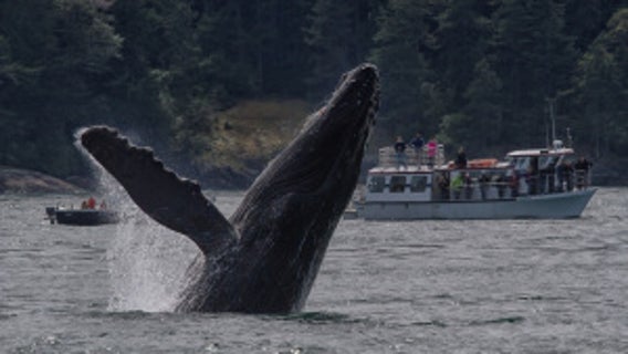 Whale beached in Ocean Shores died from blunt force trauma