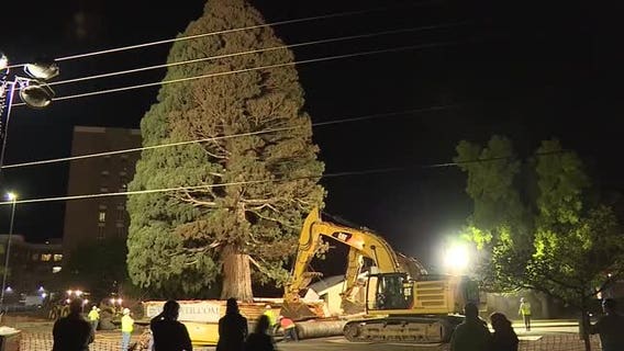 Idaho's largest sequoia tree finds new home (video)