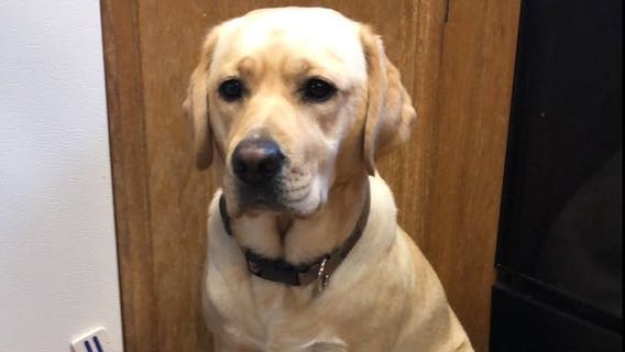 Dog stolen from Bellingham library found