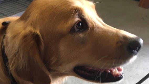 Dog eats heroin tossed away by suspected dealer running from police