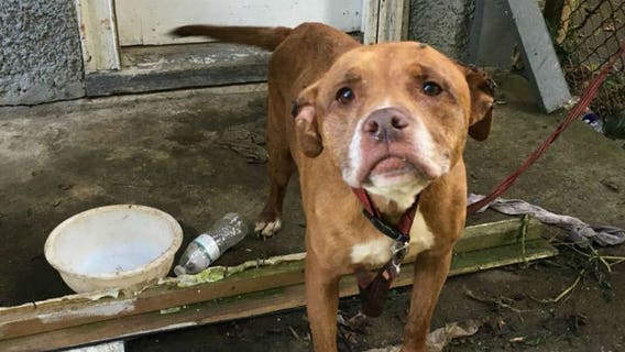 'Sweetest dog ever' found tied to abandoned home