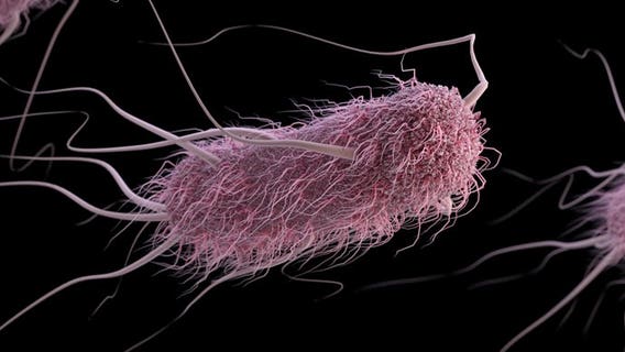 4 hospitalized after E. coli outbreak linked to Bellevue, WA restaurant