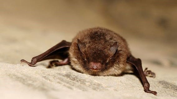Rabid bat found at Olympic National Park in WA