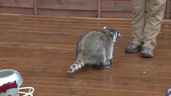 Zoo's Lucy picks Cougars to take the Apple Cup this year