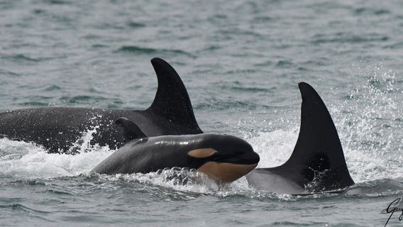 1 dead whale, 1 sick: Recent news makes task force's job more difficult