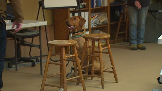 'He gives me freedom': Nonprofit gives veterans service dogs to heal emotional, physical wounds