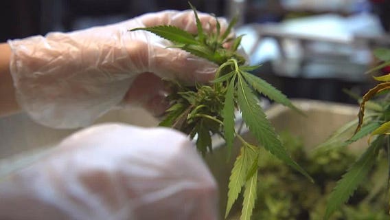 'Trimmigrants' swell city's population during marijuana harvest season