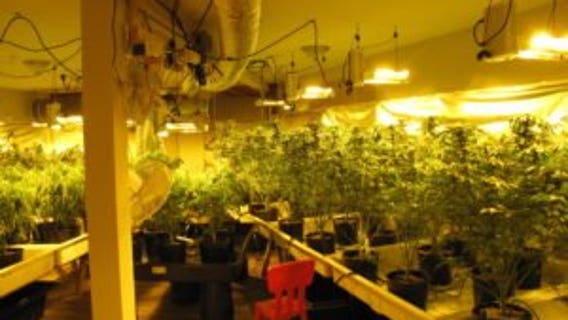 Police: More than 1,700 pot plants seized from illegal grow houses in Seattle, Burien
