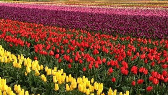 Skagit County businesses get boost as many flock to the tulip festival in the nice weather