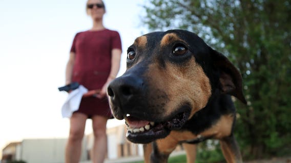 Looking to adopt a pet in Tacoma, WA? No fees on National Adopt a Shelter Pet Day