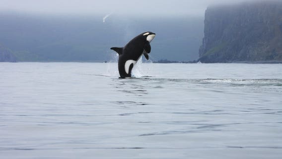 The orca recovery plans that could become state law