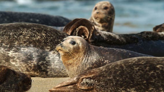 Washington farmers say harbor seals to blame for salmon struggles