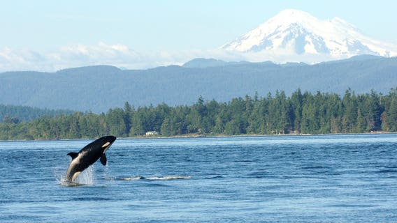The last generation of southern resident killer whales?