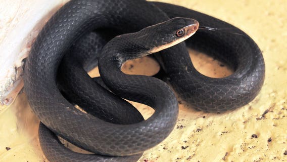 33 reptiles found dead at Tennessee zoo; cause is unknown