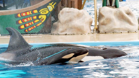 Scientists bemoan SeaWorld decision to stop breeding orcas