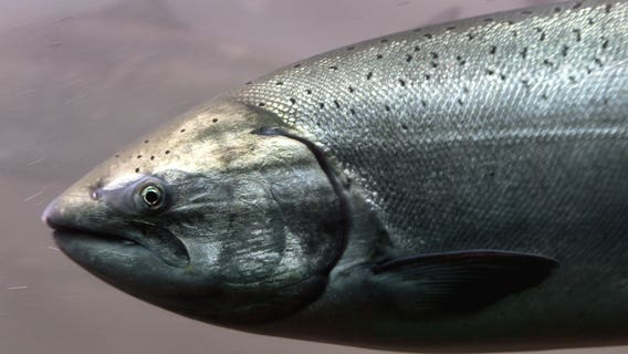 Federal appeals court OKs boosting water spill to aid salmon, steelhead at Northwest dams