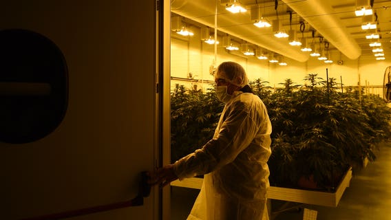 Canada is reportedly set to legalize recreational marijuana