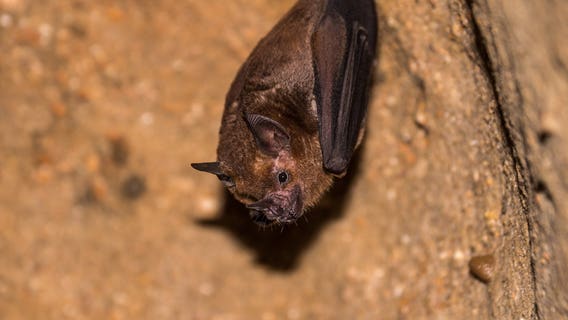 Bat tests positive for rabies in Spokane County, WA, 3 people exposed