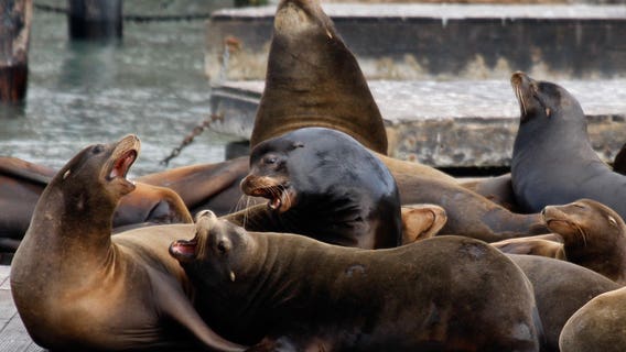 US House approves bill that would allow the killing of sea lions