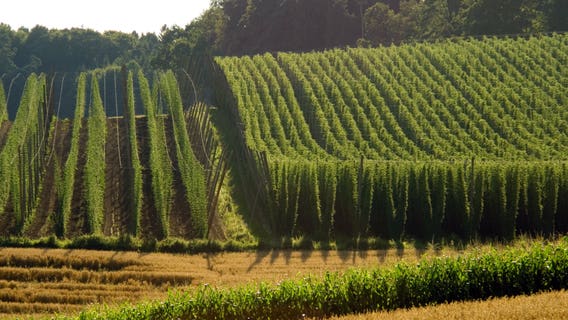 U.S. hop fields hit record acreage with Washington leading growth
