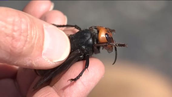 Beekeeper says Asian Giant Hornets wiped out one of his hives, 'decapitating every honeybee'