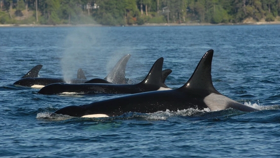 Grandmother orcas are critical to the survival of their grandkids