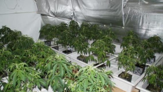 814 marijuana plants seized from illegal grow house in Hillman City