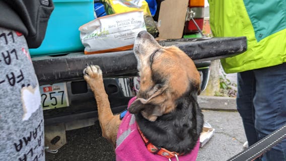 Pasado’s Safe Haven delivers holiday cheer to local animals