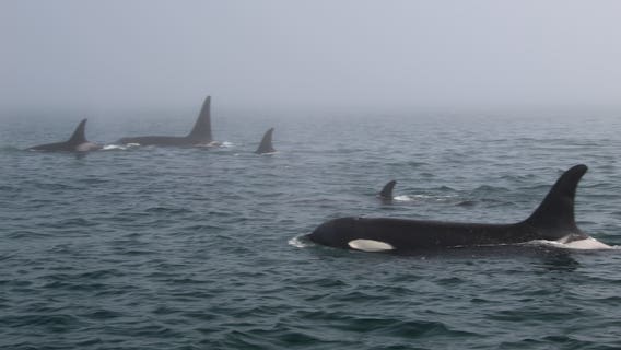 Endangered resident orcas return to inland waters after long absence