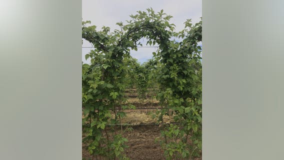 Life is not-so-sweet for Washington raspberry growers right now
