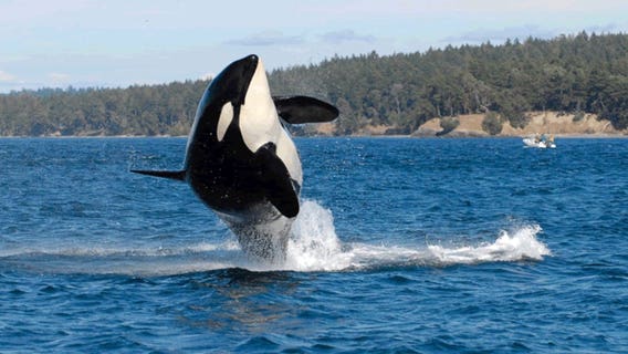‘It’s an end of an era’: Nearly 100-year-old orca missing, researchers believe 'Granny' has died