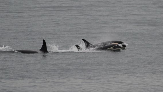 Mother orca ends 'tour of grief' after 17 days; spotted feeding and frolicking