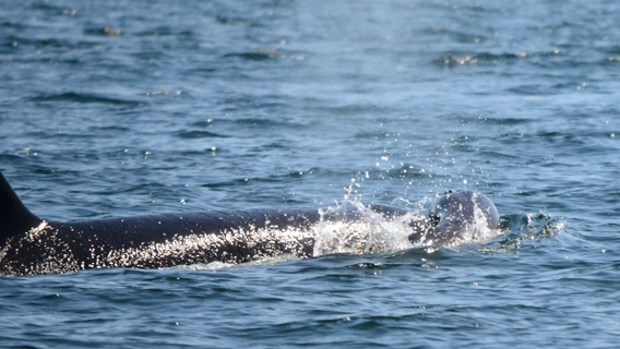 Environmental groups sue Canadian government over endangered southern resident orcas