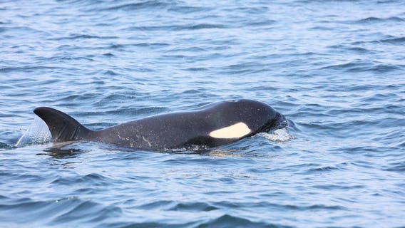 'She's dead:' Scientists say struggling southern resident orca J50 deceased