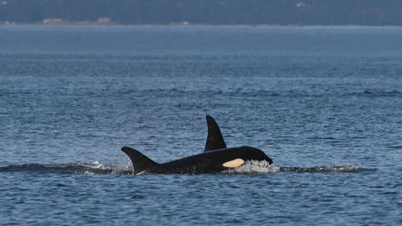 Another young Puget Sound orca dies of starvation