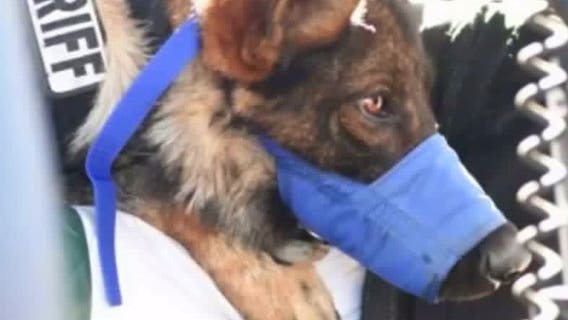 Wanted sex offender stabs K-9 multiple times after chase