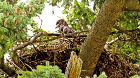 Seattle Audubon changes name, severing tie to slave owner