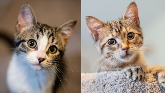 Limelight Pet Project: Meet Molly & Naomi!