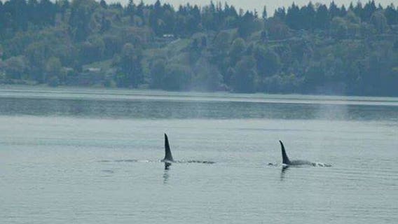 Orcas make early spring appearance in South Sound