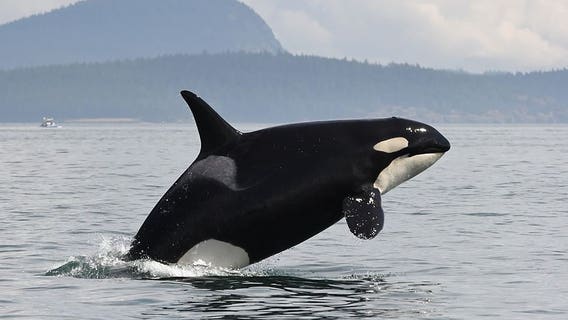 Tracking whales from the ferry? There's an app for that