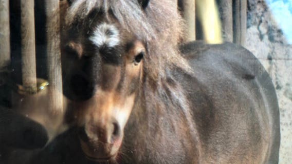 Dogs kill four miniature horses, donkey at California children's zoo