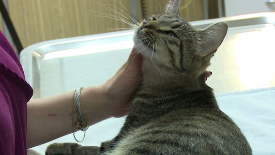 Pregnant cat recovering from gunshot; veterinarian offers $1K reward to find shooter