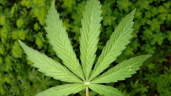 Reminder: You can't take marijuana across the border, even on ferries