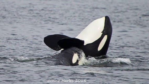 Conservation group threatens lawsuit over habitat protection for orcas