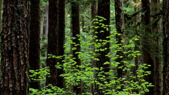 Missing hiker last seen in Olympic National Park found safe